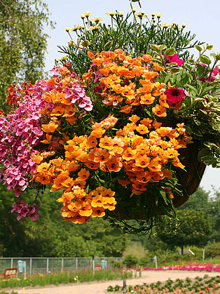 Hanging Basket
