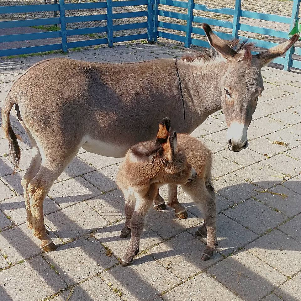De ezel met veulen