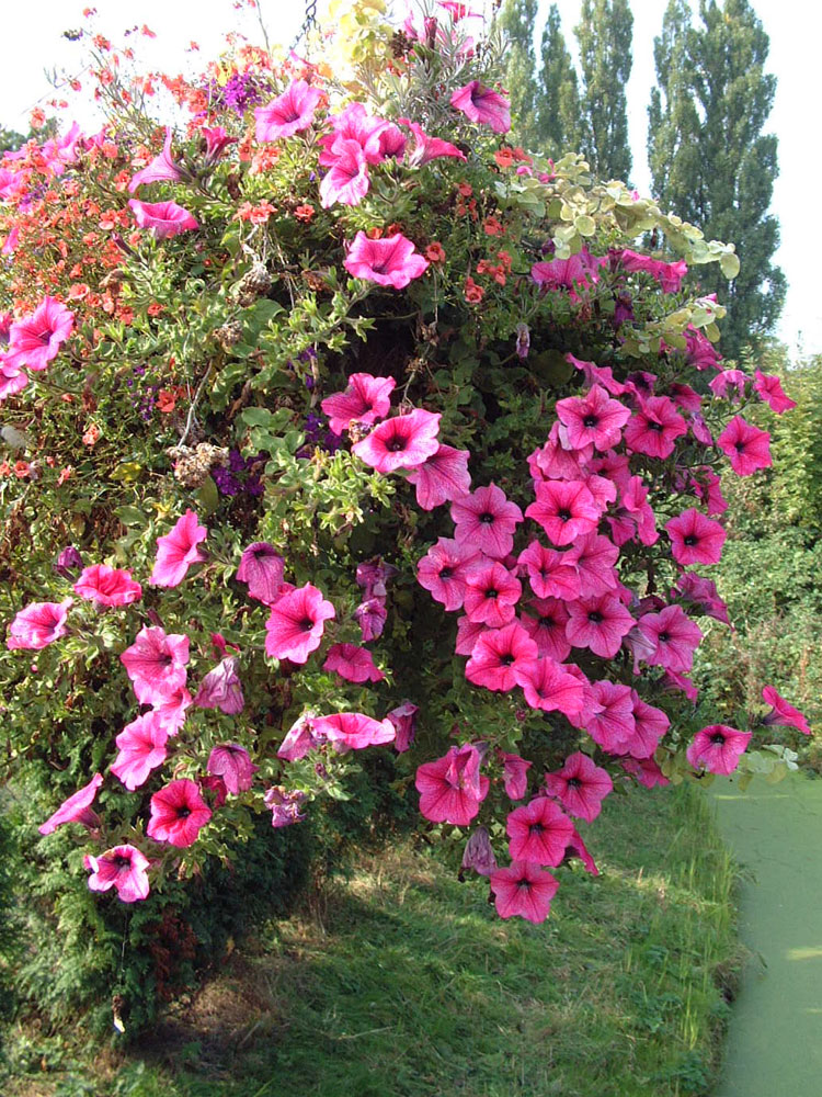Hanging Basket